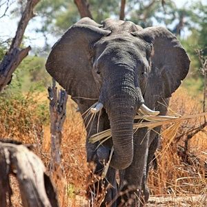 Meet your Posher, Lynette